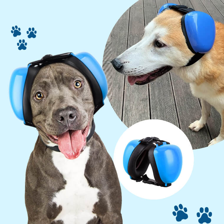 caine rasa amstaff cu casti antifonice albastre pe cap si cu limba scoasa afara