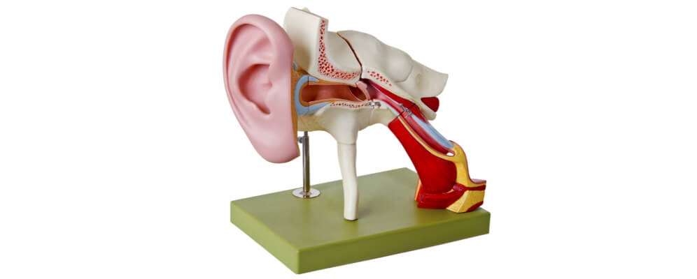 macheta anatomie ureche