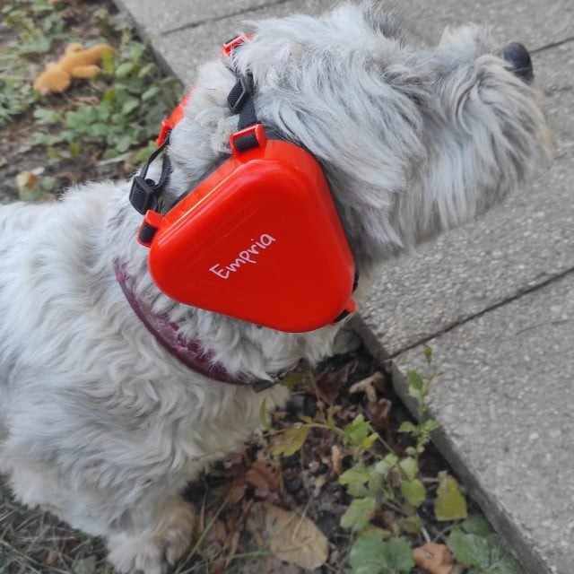imagine caine talie mica alb cu casti antifonice portocalii empria