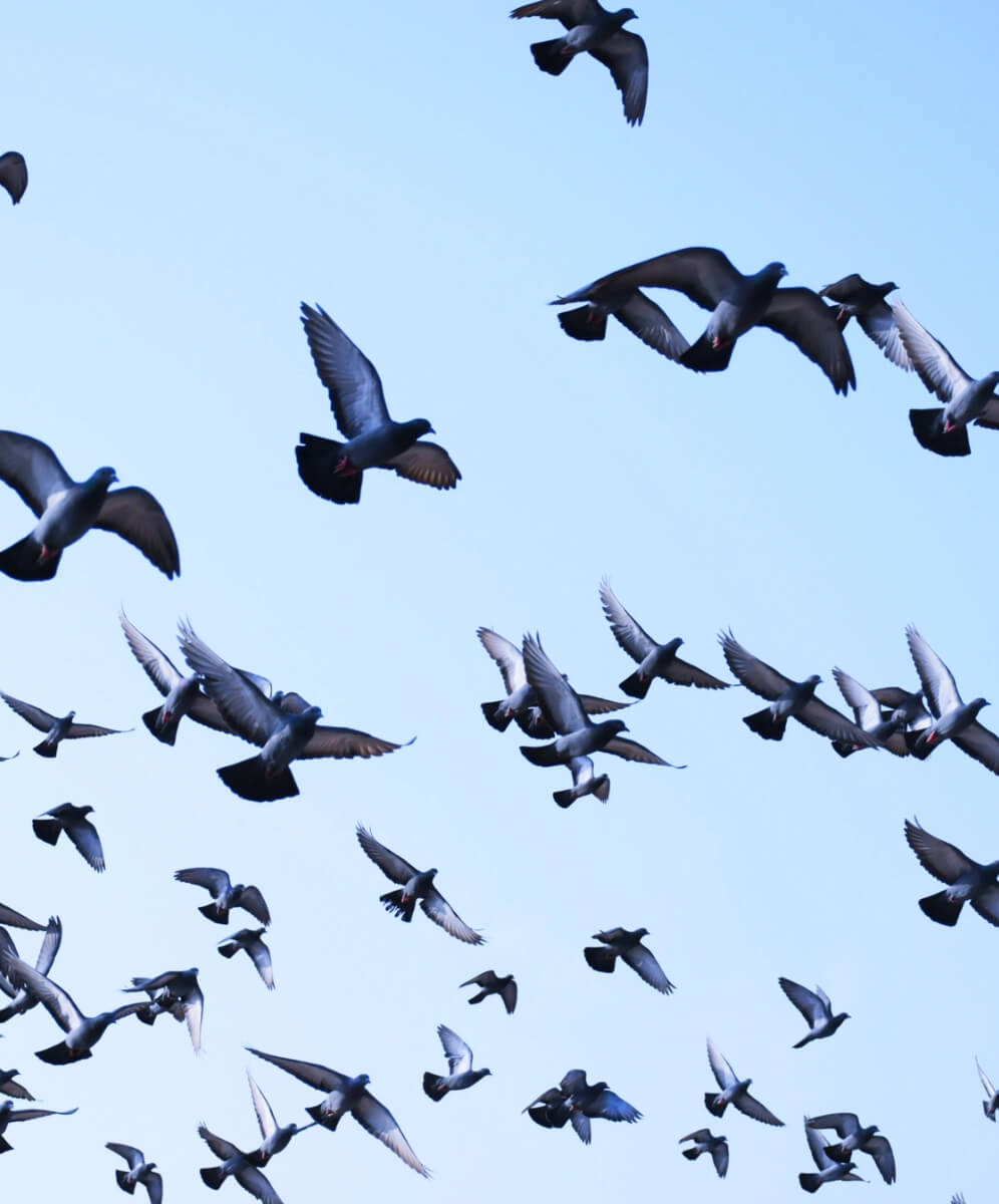 stol de pasari in aer