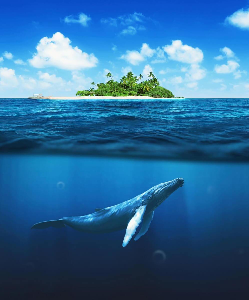 balena in ocean si o insula verde in departare