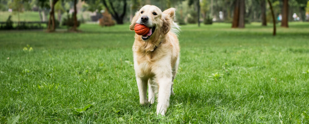 labrador in parc cu o minge in gura