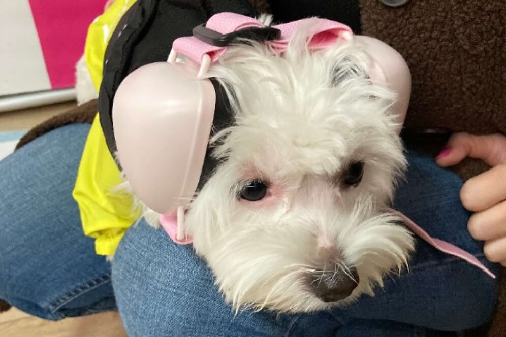 imagine cu Lulu cu castile antifonice pe cap