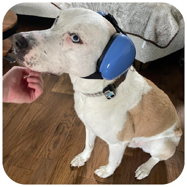 caine alb cu crem cu casti antifonice pentru caini albastre pe cap