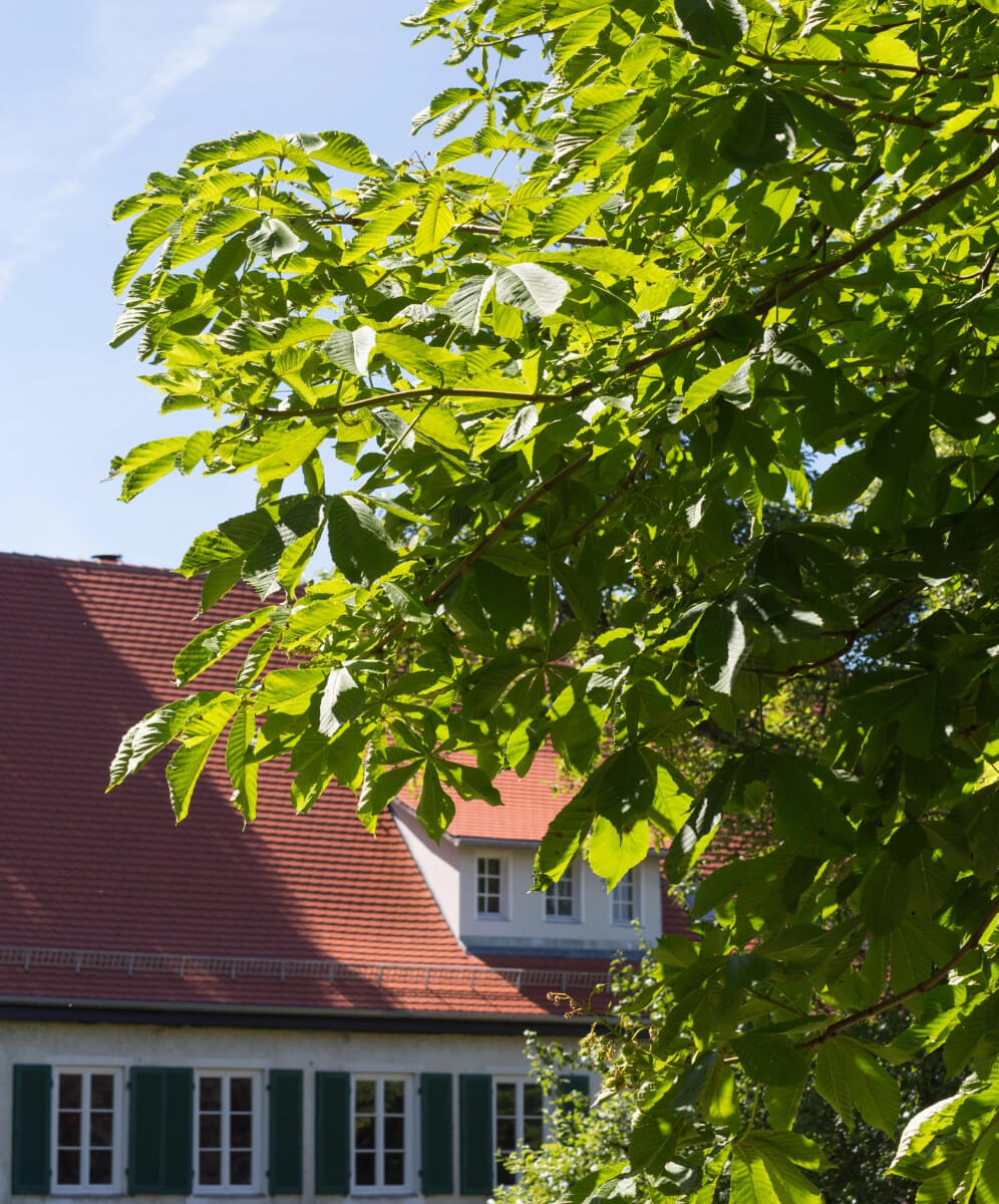 casa in fundal cu copac in primplan