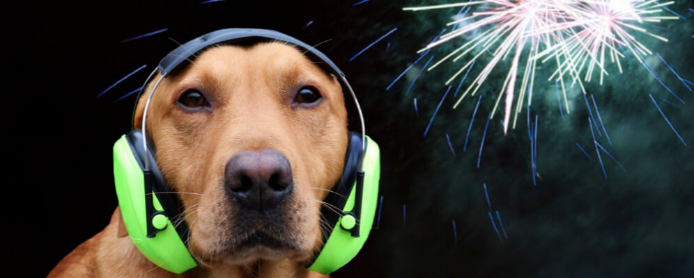 caine cu casti antifonice pe cap si in spatele lui sunt artificii