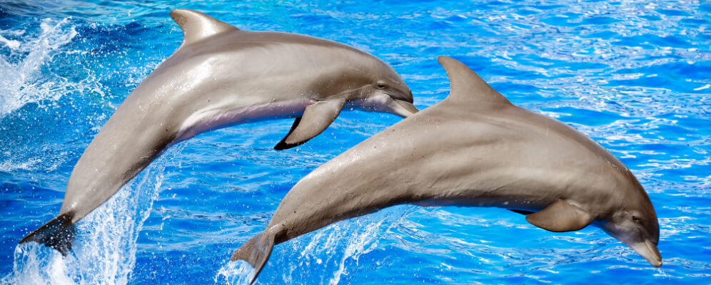 doi delfini care sar in ocean