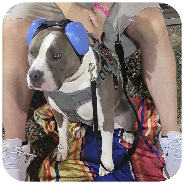 caine rasa amstaff cae poarta casti antifonice