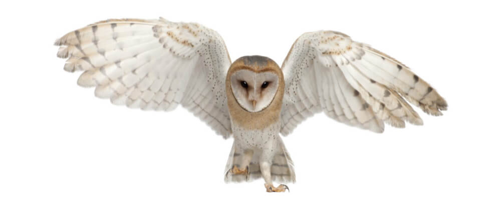 bufinita cu aripile deschise