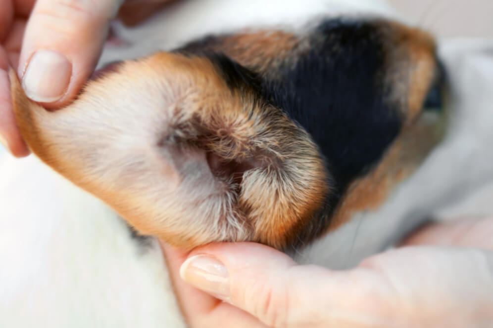 control ureche caine