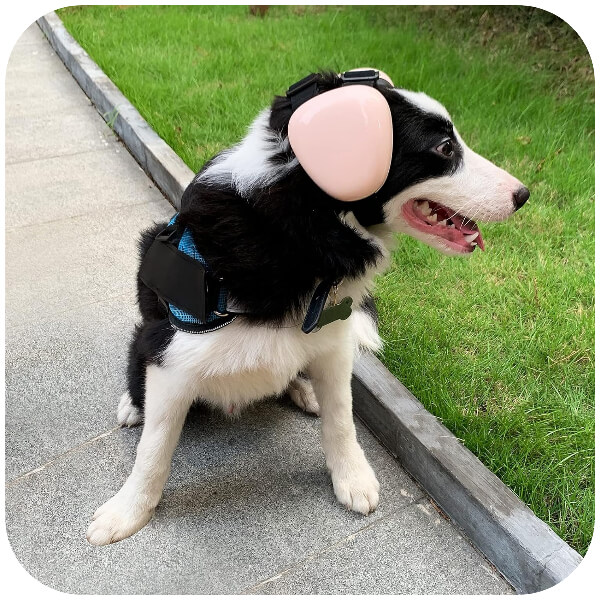 caine Rasa Border Collie care are casti antifonice pe cap