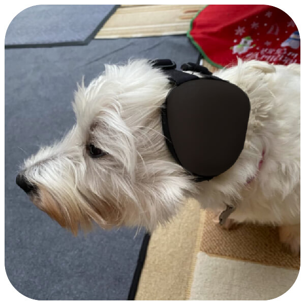 caine rasa bichon care poarta casti antifonice negre pe cap